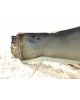 Крыло переднее правое бу для Toyota Celica  1.8 i,  2001 г. бу контрактные купить в Спб